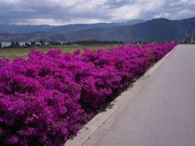 Bougainvillea on the side of the road – Best Places In The World To Retire – International Living